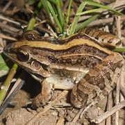 Whistling Grass Frog (Leptodactylus Fuscus)