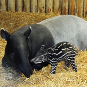 Malaysian Tapir