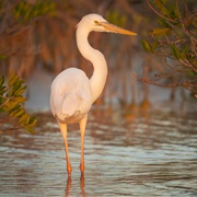 Great White Heron National Wildlife Refuge