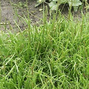 Buck's-Horn Plantain (Plantago Coronopus)