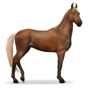 Marwari - Flaxen Chestnut