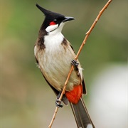 Bulbul