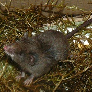 Tate's Shrew Opossum