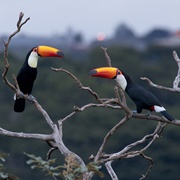 Toco Toucan (Ramphastos Toco)