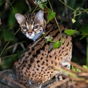 Sunda Leopard Cat