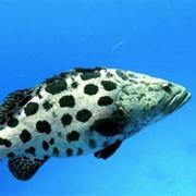 Cod Hole, Great Barrier Reef, Australia
