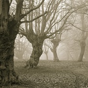 Go in the Woods at Night by Yourself