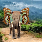 Butterfly Elephant