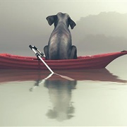 Elephant Contemplating