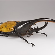 Hercules Beetle