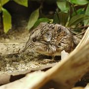 Short-Eared Elephant Shrew