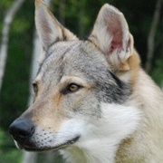 Czechoslovakian Vlcak