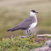Parasitic Jaeger