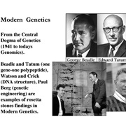 Found How Genes Work (1941)