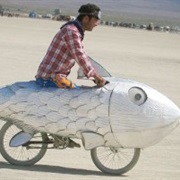 Fish-Cycle