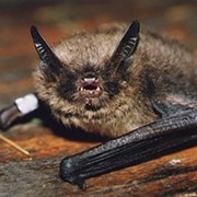Brandt's Bat