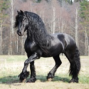 Friesian Horse