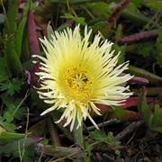 Highway Ice Plant (Carpobrotus Edulis)