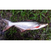 Striped Catfish / Iridescent Shark / Basa