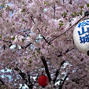 See Cherry Blossoms
