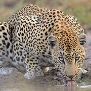 Game Drive in Kruger National Park, South Africa