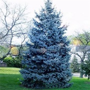 Blue Spruce Tree