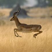 Impala