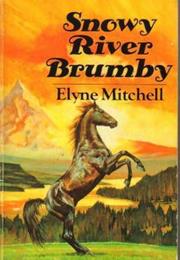Snowy River Brumby