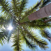 Cuban Royal Palm (Roystonea Regia)