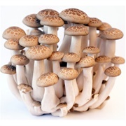 Shimeji Mushrooms