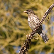 Palmchat (Dominican Republic)