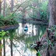 Suwannee River State Park, Florida