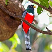 Trogon
