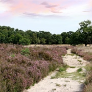 De Zoom – Kalmthoutse Heide Cross-Border Park