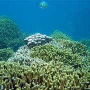 Virgin Islands Coral Reef National Monument
