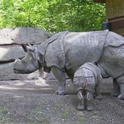 Javan Rhinocerous