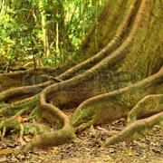 Maleny National Park (QLD)