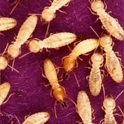 Termite