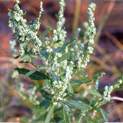 Pitseed Goosefoot