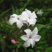 Jasminum