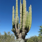 Mexican Giant Cardon (Pachycereus Pringlei)