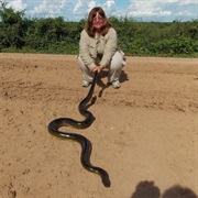 Wrestle Anaconda in the Pantanol Brazil