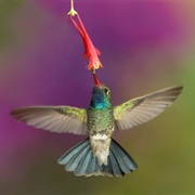 See Wild Hummingbirds