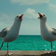 Singing Seagulls