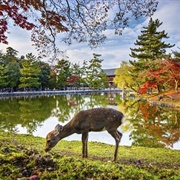 Nara Park, Japan
