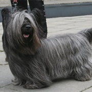 Skye Terrier