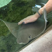 Pet Stingrays