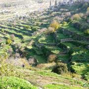 Palestine: Land of Olives and Vines – Cultural Landscape of Southern J