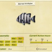 Barred Knifejaw