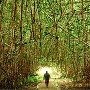 Manglares De Churute Ecological Reserve